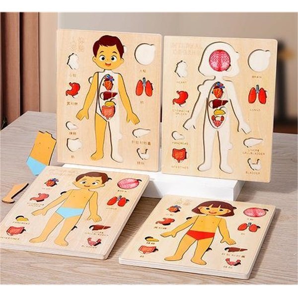 Wooden Body Learning toys